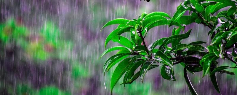 谷雨节气的特点和风俗