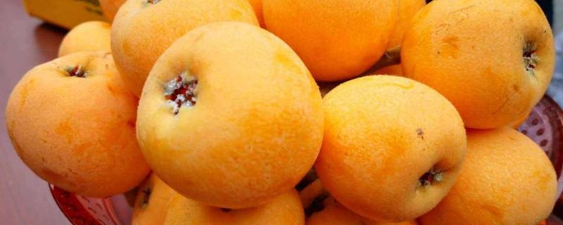 枇杷放冰箱可以放多久-墨子百科 枇杷放冰箱可以放多久