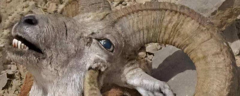 羊角里面的虫是什么-墨子百科 羊角里面的虫是什么