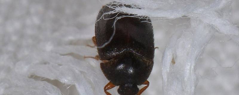 家里有黑色硬壳小虫子是什么虫-墨子百科 家里有黑色硬壳小虫子是什么虫