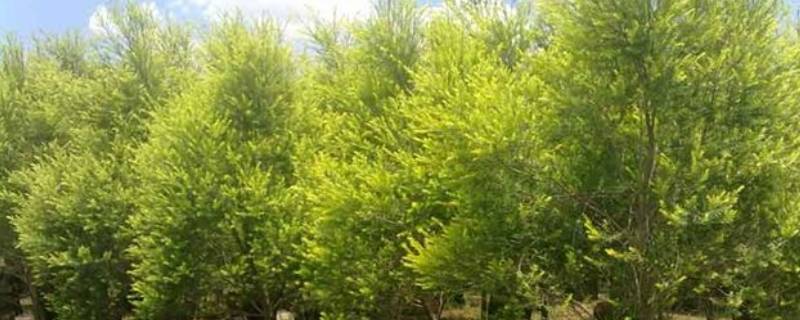 香柳是什么-墨子百科 香柳是什么