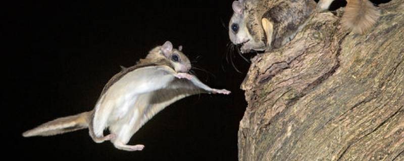 鼯鼠是什么动物-墨子百科 鼯鼠是什么动物
