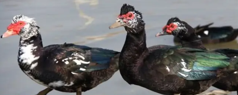 駦和鹅的区别-墨子百科 駦和鹅的区别