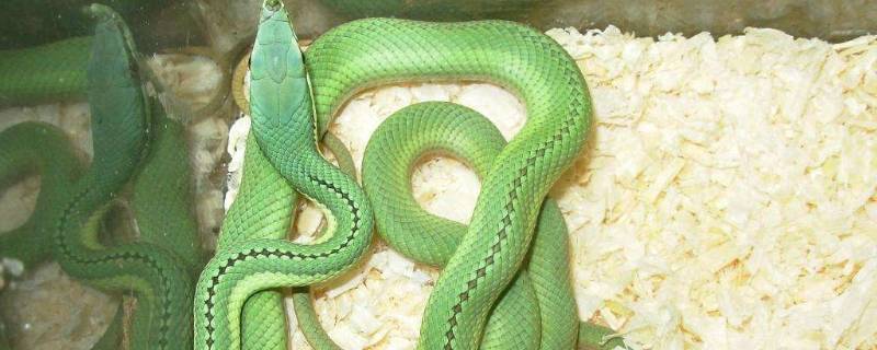 蛇的眼睛是什么颜色的