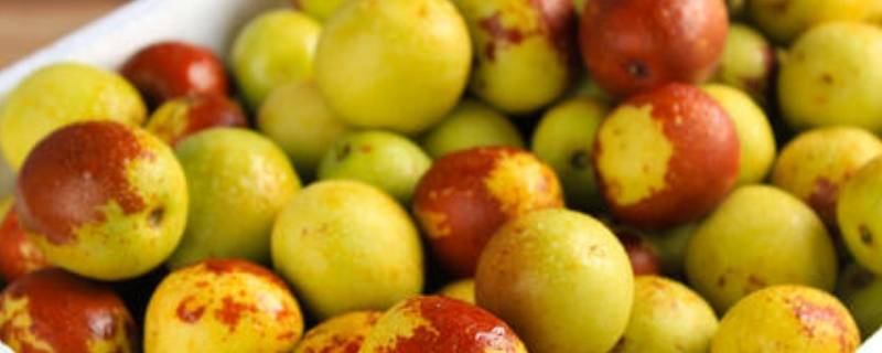 新鲜冬枣皮可以吃吗-墨子百科 新鲜冬枣皮可以吃吗