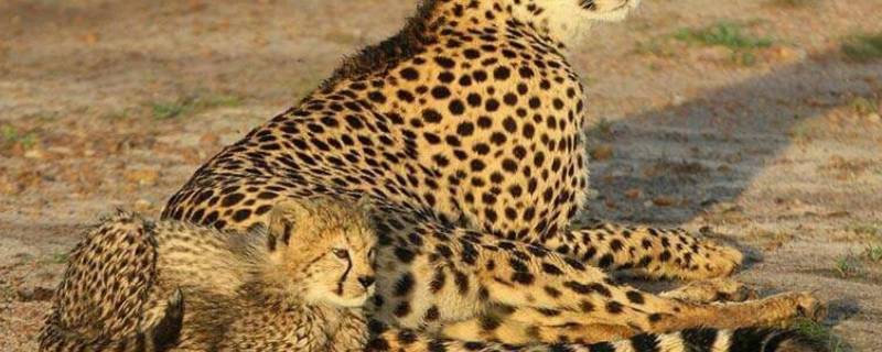 什么动物的叫声和猫很像-墨子百科 什么动物的叫声和猫很像