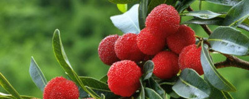 杨梅酒怎么不红-墨子百科 杨梅酒怎么不红