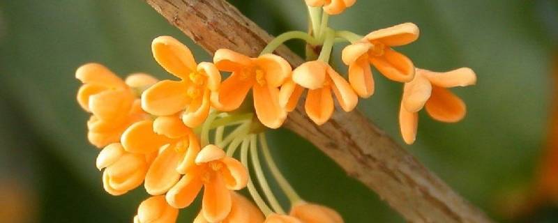 是不是所有桂花都可以食用-墨子百科 是不是所有桂花都可以食用