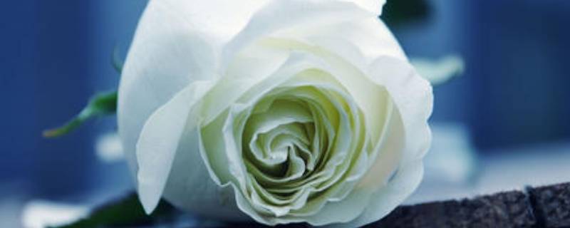 白的颜色有什么白-墨子百科 白的颜色有什么白