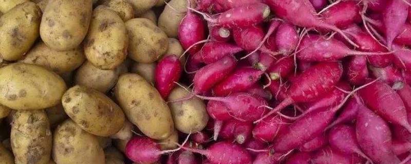 地下茎有哪些蔬菜-墨子百科 地下茎有哪些蔬菜