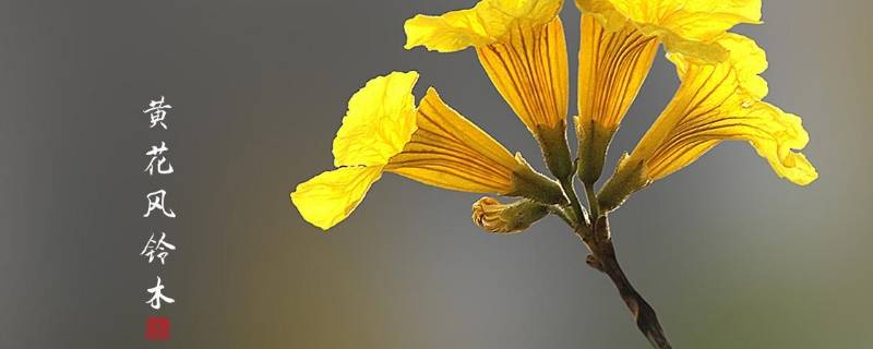 高明黄花风铃木在哪儿-墨子百科 高明黄花风铃木在哪儿