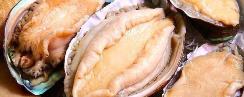 鲍鱼怎么冷冻-墨子百科 鲍鱼怎么冷冻
