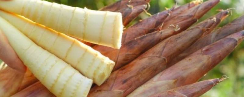 春笋被誉为什么珍-墨子百科 春笋被誉为什么珍