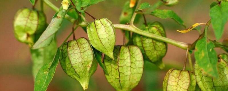 菇娘学名是什么-墨子百科 菇娘学名是什么