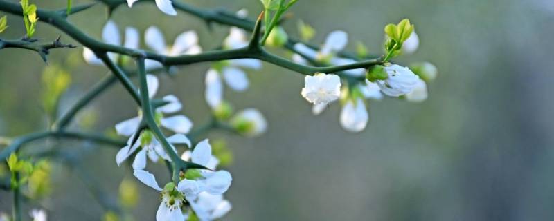 东风是什么季节