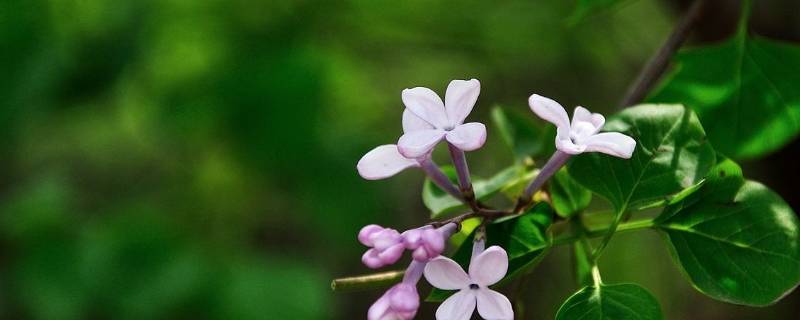 丁香结象征着什么-墨子百科 丁香结象征着什么