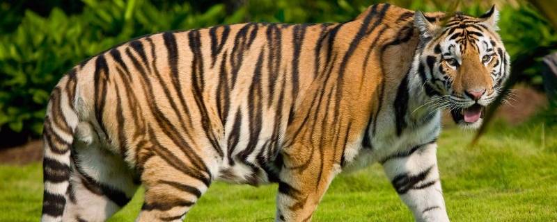 海虎是什么动物-墨子百科 海虎是什么动物