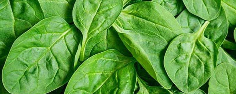 绿叶蔬菜有哪些品种-墨子百科 绿叶蔬菜有哪些品种