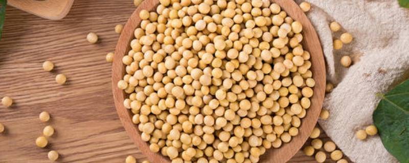 泡好的黄豆可以放几天-墨子百科 泡好的黄豆可以放几天