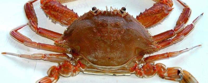 海蟹的营养价值-墨子百科 海蟹的营养价值