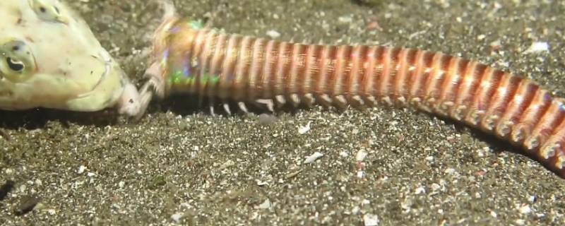 博比特虫有毒吗-墨子百科 博比特虫有毒吗