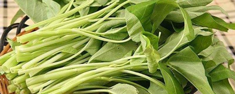 空心菜怎么挑选-墨子百科 空心菜怎么挑选