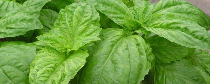 罗勒叶在中国叫什么-墨子百科 罗勒叶在中国叫什么