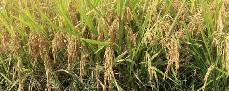 水稻的发源地-墨子百科 水稻的发源地