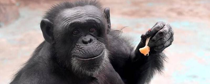 郑州动物园地铁哪一站-墨子百科 郑州动物园地铁哪一站