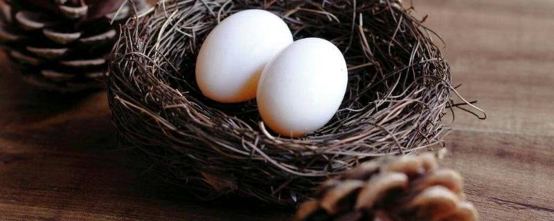 鸽子蛋如何保存还能孵-墨子百科 鸽子蛋如何保存还能孵