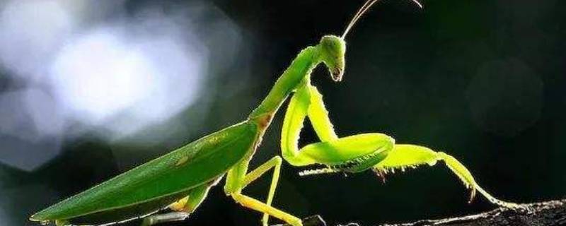 螳螂吃什么菜-墨子百科 螳螂吃什么菜