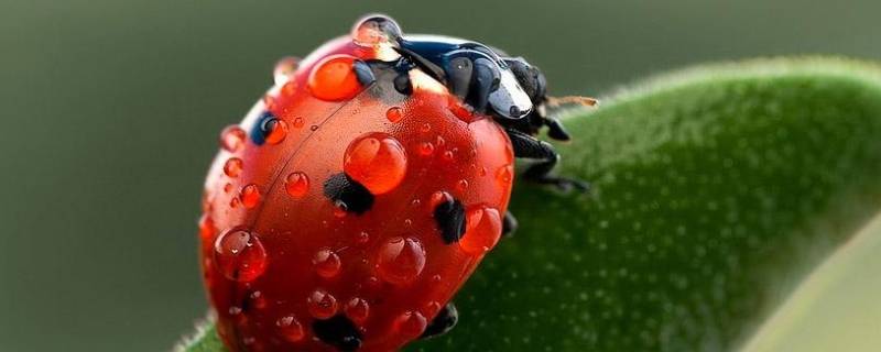 瓢虫飞时的特点-墨子百科 瓢虫飞时的特点