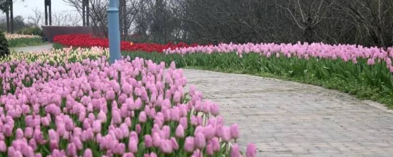 长寿郁金香花海在哪里-墨子百科 长寿郁金香花海在哪里