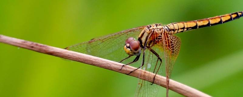 蜻蜓的天敌是什么动物