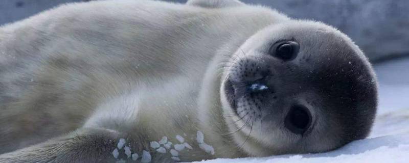 海豹怎么呼吸-墨子百科 海豹怎么呼吸