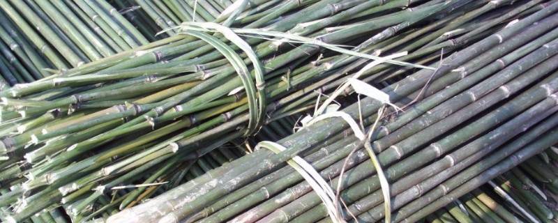 竹竿竹杆的区别-墨子百科 竹竿竹杆的区别