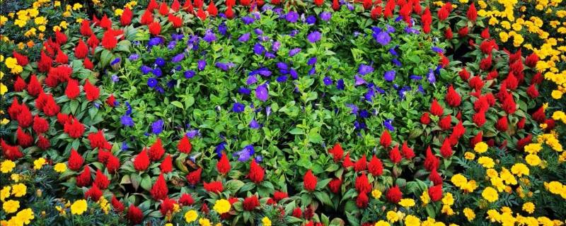 花团锦簇属于哪个季节-墨子百科 花团锦簇属于哪个季节