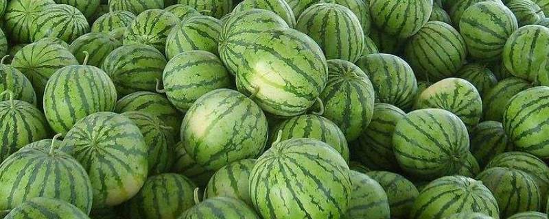 西瓜带把的甜还是不带把的甜-墨子百科 西瓜带把的甜还是不带把的甜