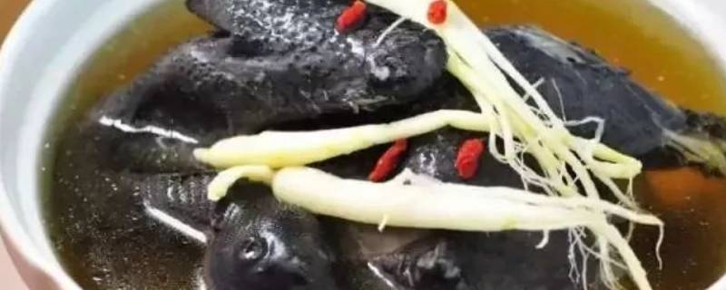 煲鸡汤选用什么鸡比较好-墨子百科 煲鸡汤选用什么鸡比较好