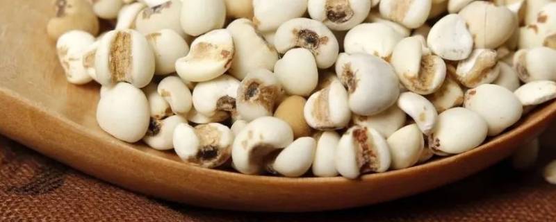 薏米怎么吃-墨子百科 薏米怎么吃