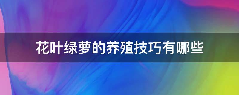 花叶绿萝的养殖技巧有哪些