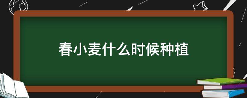 春小麦什么时候种植