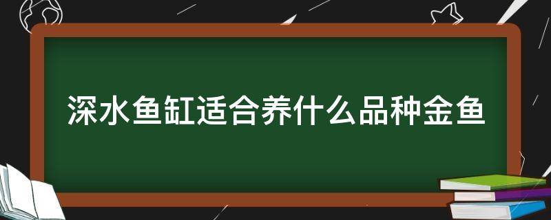 深水鱼缸适合养什么品种金鱼