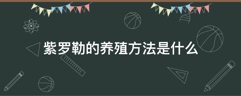 紫罗勒的养殖方法是什么