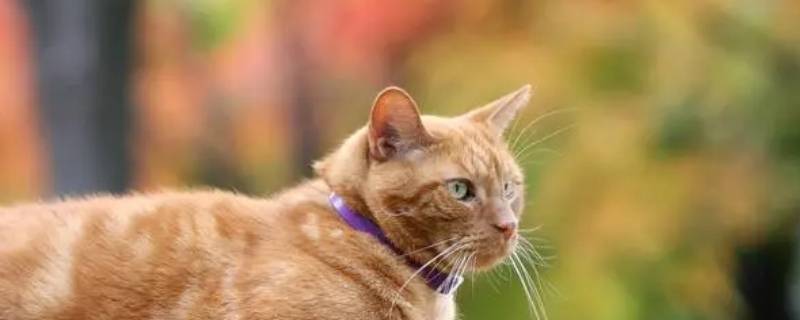 摸下巴小猫叫什么-墨子百科 摸下巴小猫叫什么