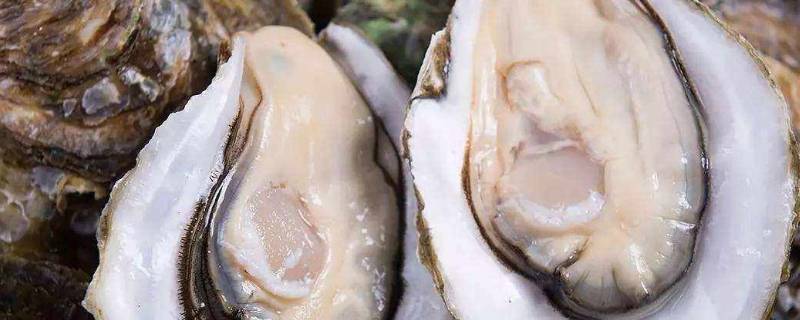 生蚝冷冻还是冷藏-墨子百科 生蚝冷冻还是冷藏