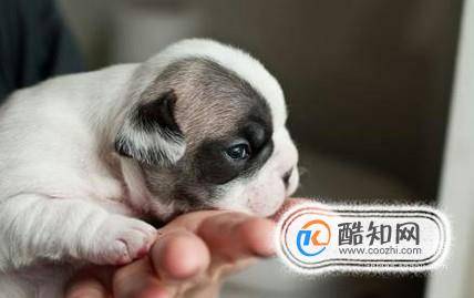 怎么预防狗狗得细小犬瘟