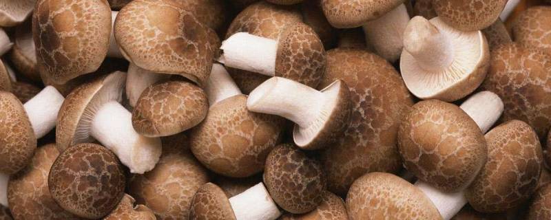 香菇怎么做好吃又简单-墨子百科 香菇怎么做好吃又简单