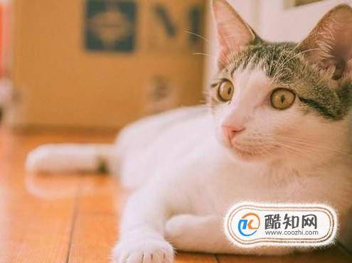 怎样使小猫亲近你