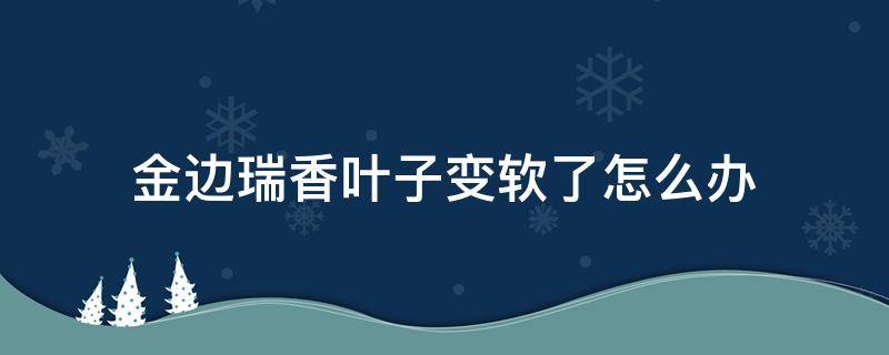 金边瑞香叶子变软了怎么办